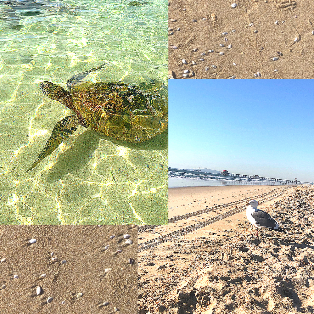 In the top left corner a sea turtle swims by. The bottom right carries a different image of a seagull sitting on the beach and staring into the camera like it's on The Office.