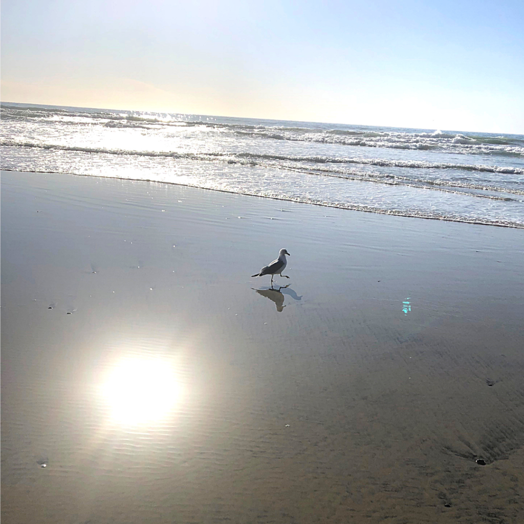 Image of a seagull walking on the beach